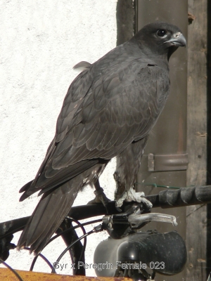 Falcons Mohr - gyr-peregrine falcon female