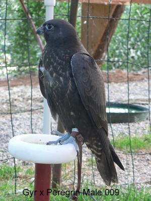 Falcons Mohr - gyr-peregrine falcon male