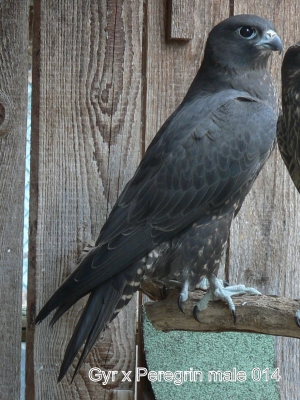 Falcons Mohr - gyr-peregrine falcon male