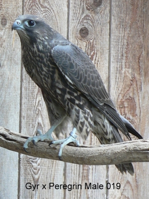 Falcons Mohr - gyr-peregrine falcon male