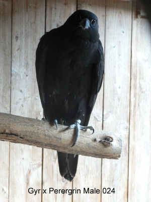 Falcons Mohr - gyr-peregrine falcon male