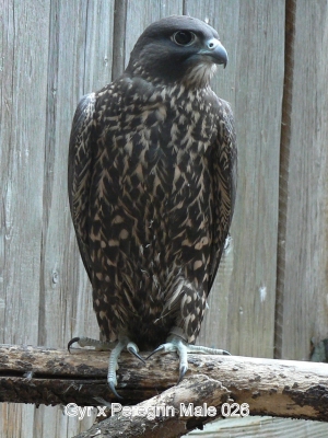 Falcons Mohr - gyr-peregrine falcon male