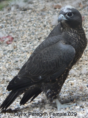 Falcons Mohr - gyr-peregrine falcon male