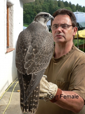 Falcons Mohr - gyrfalcon female