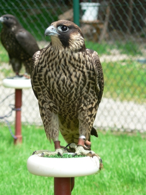 Falcons Mohr - peregrine falcon female