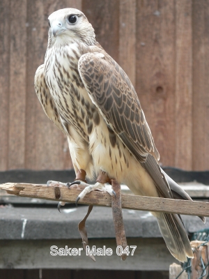 Falcons Mohr - gyr-saker falcon male