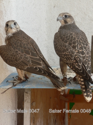 Falcons Mohr - gyrfalcon female