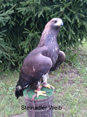 Falcons Mohr - gyr-peregrine falcon male