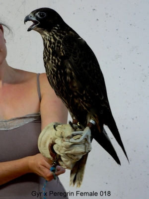 Falcons Mohr - gyr-peregrine falcon female