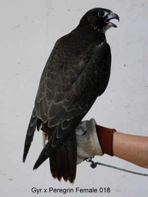 Falcons Mohr - gyr-peregrine falcon female