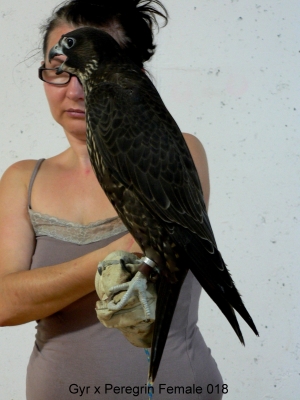 Falcons Mohr - gyr-peregrine falcon female