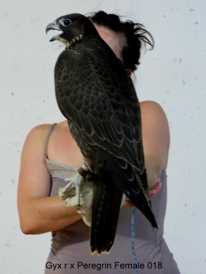 Falcons Mohr - gyr-peregrine falcon female