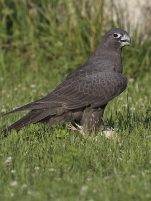 Falcons Mohr - gyr-peregrine falcon female