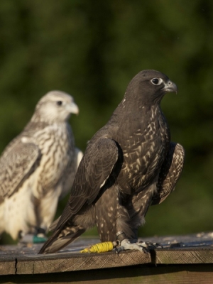 Falcons Mohr - gyr-peregrine falcon female