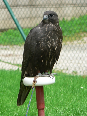 Falcons Mohr - gyr-saker falcon female