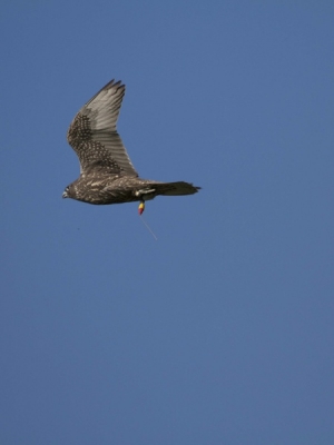 Falcons Mohr - gyr-peregrine falcon female