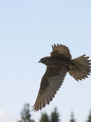 Falcons Mohr - gyr-peregrine falcon female