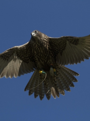 Falcons Mohr - gyr-peregrine falcon female