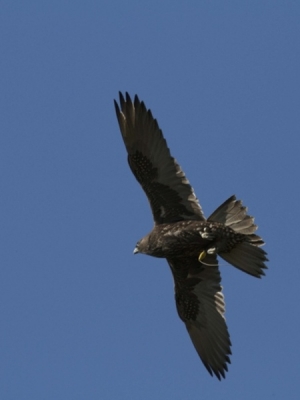 Falcons Mohr - gyr-peregrine falcon female