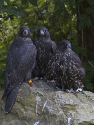 Falcons Mohr - gyr-peregrine falcon female