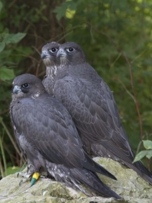 Falcons Mohr - gyr-peregrine falcon female