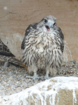 Falcons Mohr - gyr-peregrine falcon female