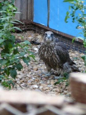 Falcons Mohr - gyr-peregrine falcon female