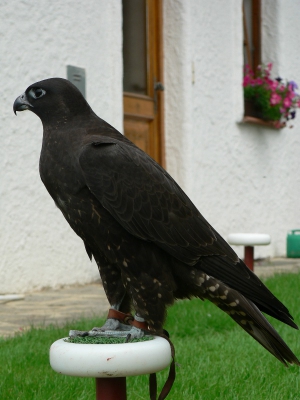 Falcons Mohr - saker falcon female