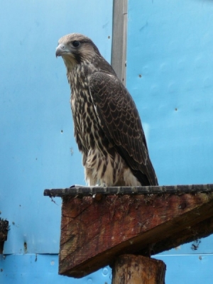 Falcons Mohr - gyr-peregrine falcon female