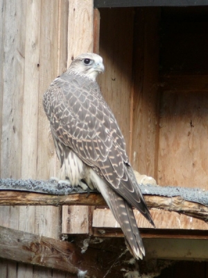 Falcons Mohr - gyr-peregrine falcon female