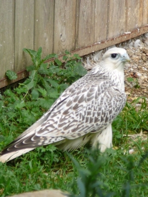 Falcons Mohr - gyr-peregrine falcon female