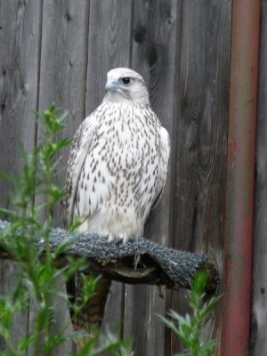 Falcons Mohr - gyr-peregrine falcon female