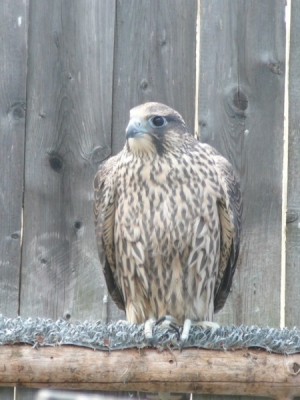 Falcons Mohr - gyr-peregrine falcon female