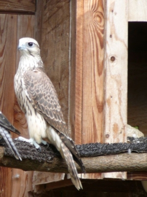 Falcons Mohr - gyr-peregrine falcon female