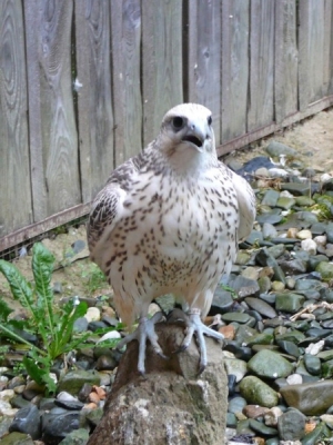 Falcons Mohr - gyr-peregrine falcon female