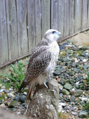 Falcons Mohr - gyr-peregrine falcon female