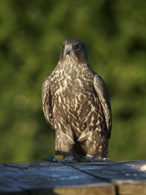 Falcons Mohr - gyr-peregrine falcon female