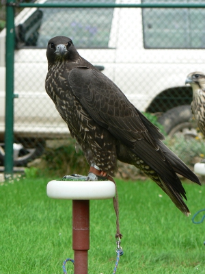 Falcons Mohr - gyr-peregrine falcon female