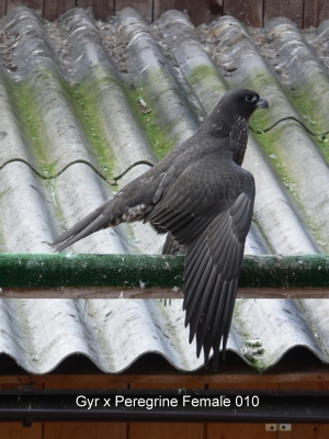 Falcons Mohr - gyr-peregrine falcon female