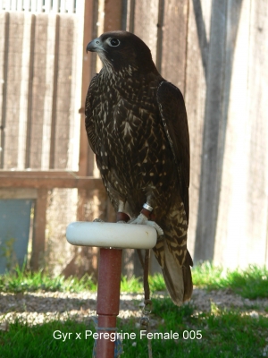 Falcons Mohr - gyr-peregrine falcon female