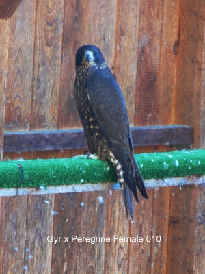 Falcons Mohr - gyr-peregrine falcon female