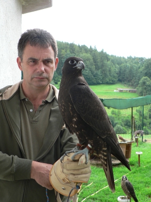 Falcons Mohr - gyr-saker falcon female