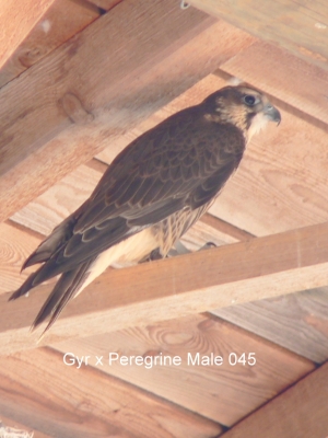 Falcons Mohr - gyr-peregrine falcon male