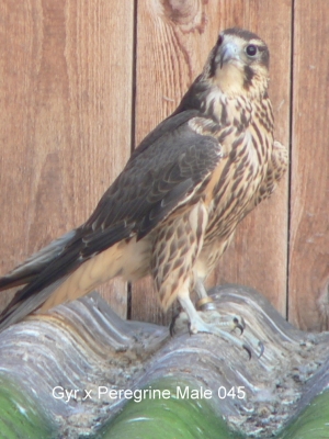 Falcons Mohr - gyr-peregrine falcon male