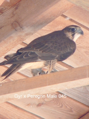 Falcons Mohr - gyr-peregrine falcon male
