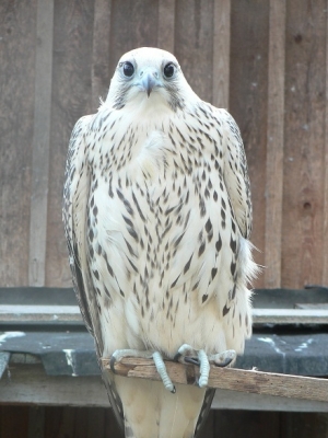 Falcons Mohr - gyr-peregrine falcon female