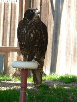 Falcons Mohr - gyr-peregrine falcon female