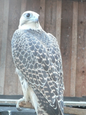 Falcons Mohr - gyr-peregrine falcon female