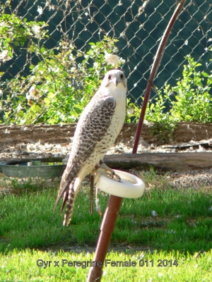 Falcons Mohr - gyr-peregrine falcon female