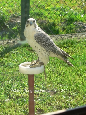 Falcons Mohr - gyr-peregrine falcon female